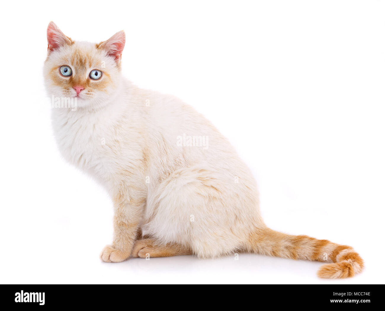 Ritratto di gatto bianco isolato Foto Stock