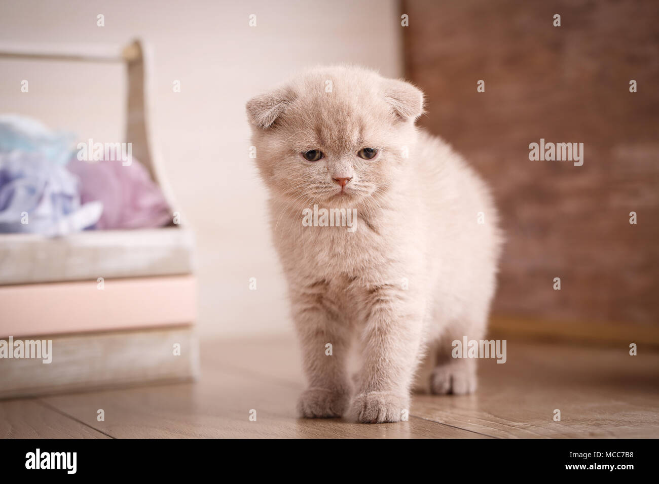 Giocoso color crema Scottish Fold cat ritratto Foto stock - Alamy
