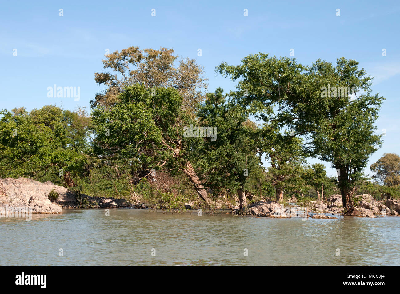 Stung Treng Cambogia, scena della foresta allagata nel fiume Mekong tra Stung Treng e il confine del Laos in stagione secca Foto Stock