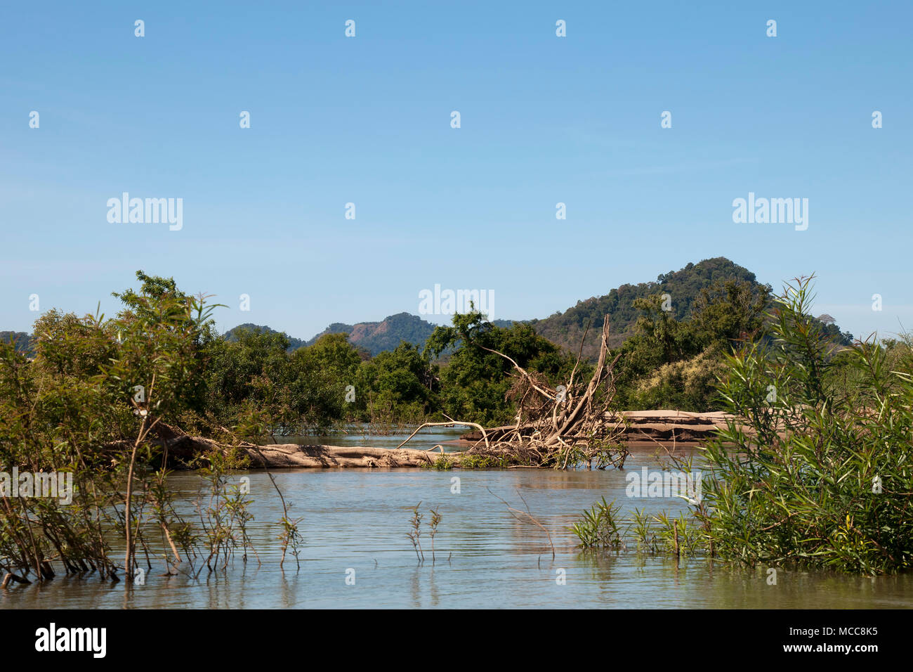 Stung Treng Cambogia, scena della foresta allagata nel fiume Mekong tra Stung Treng e il confine del Laos in stagione secca Foto Stock