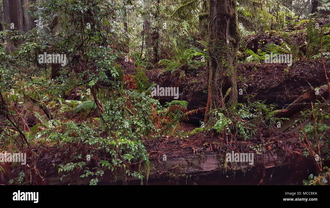Felci e alberi di muschio prosperare in una piovosa costiero della foresta di pioggia. Foto Stock