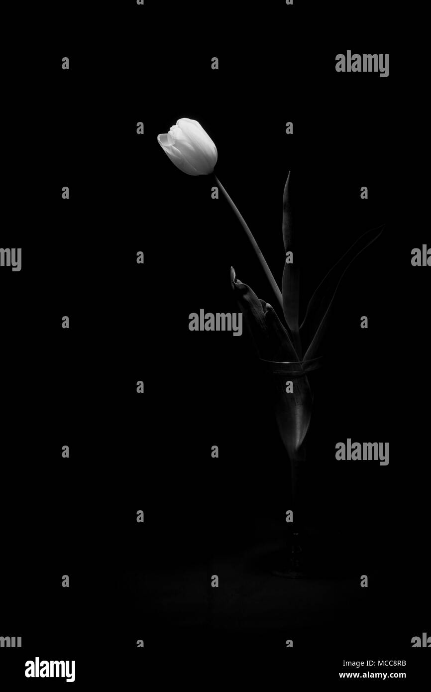 Tulipano bianco sotto una luce fioca su sfondo nero (framing verticale) Foto Stock