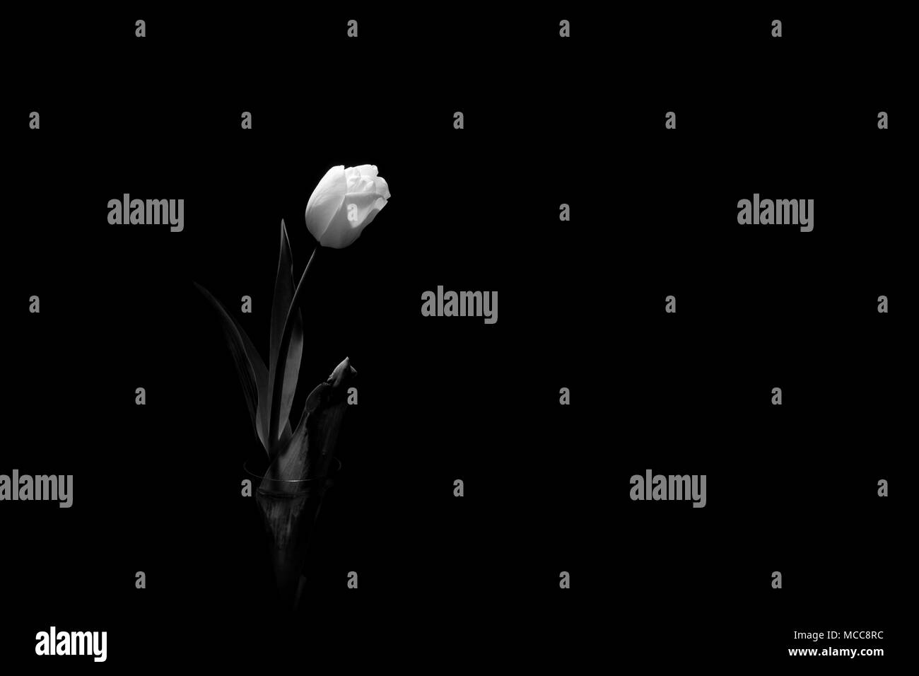 Tulipano bianco sotto una luce fioca su sfondo nero (framing orizzontale). Foto Stock