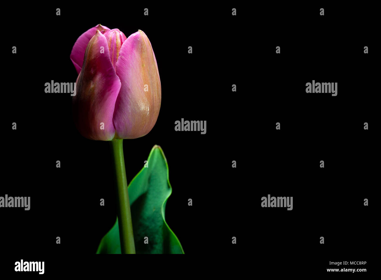 Pink Tulip closeup sotto una luce bassa su sfondo nero (framing orizzontale) Foto Stock