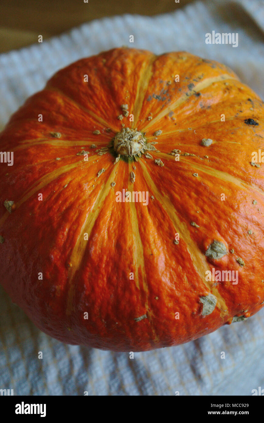 Arancio naturale giardino squash impianto, cucurbitaceous Foto Stock