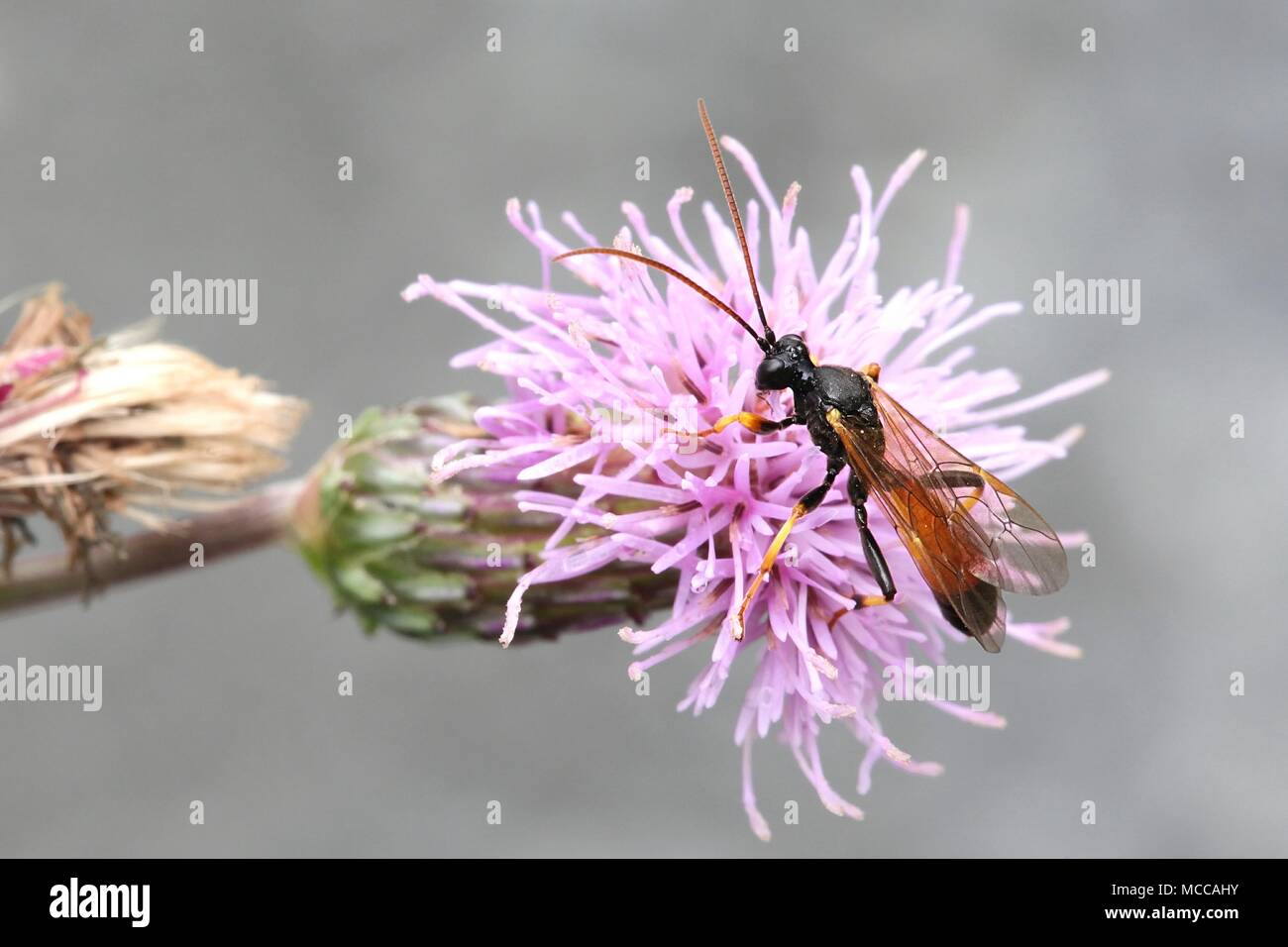Parassiti Ichneumon wasp (Ichneumonidae) e strisciante thistle Foto Stock