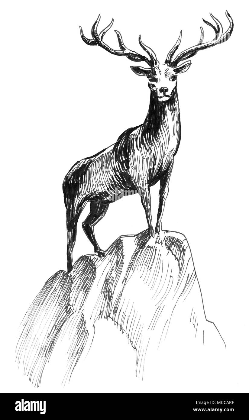 Cervo sulla roccia. L'inchiostro bianco e nero disegno Foto Stock