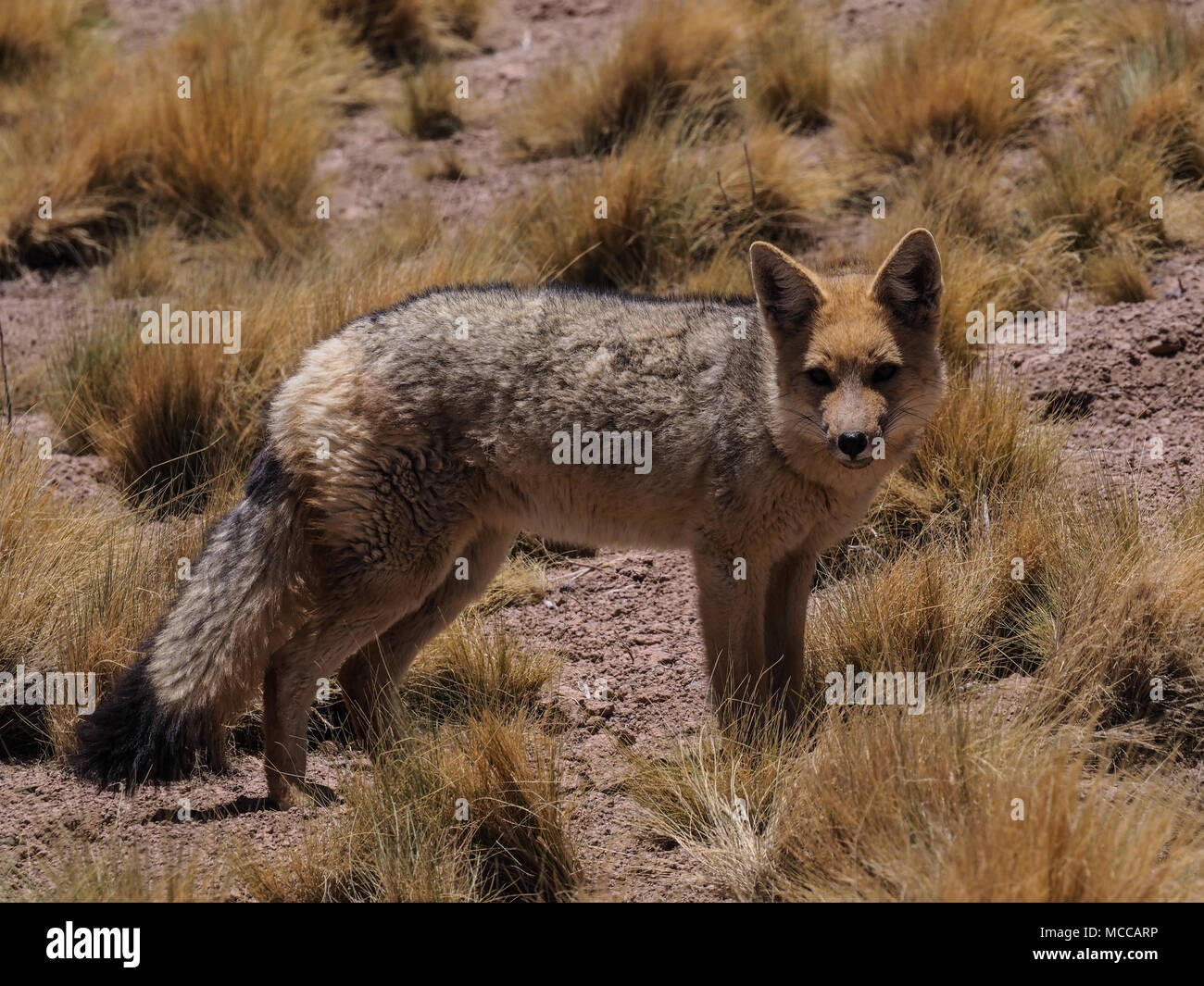 Fox andina, il Deserto di Atacama, nei pressi di San Pedro, Cile, Sud America Foto Stock