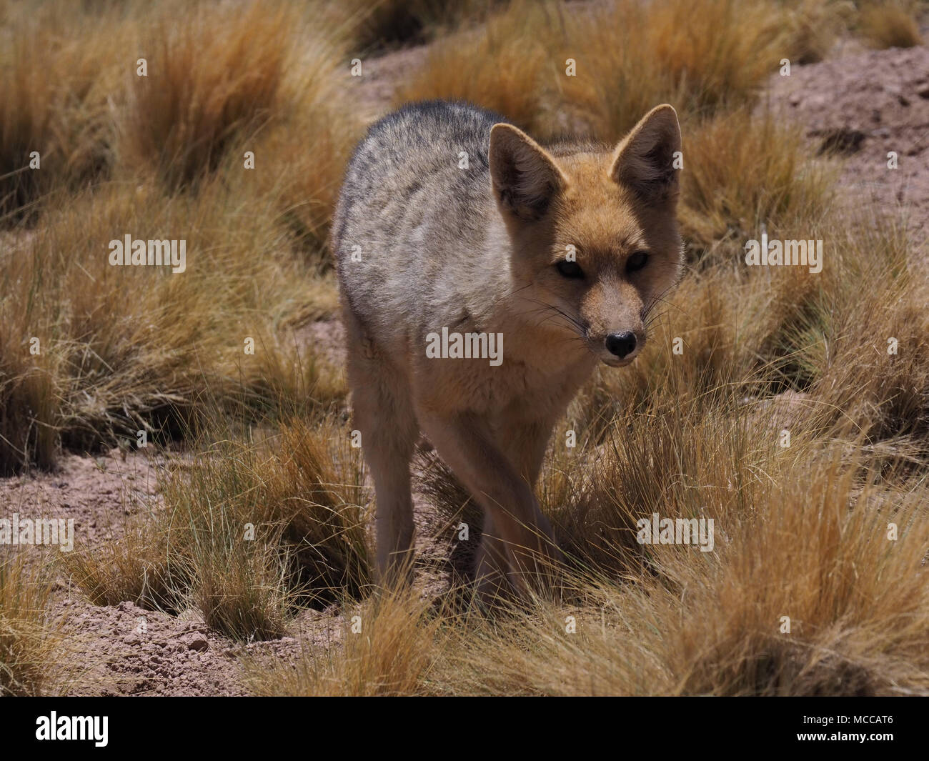 Fox andina, il Deserto di Atacama, nei pressi di San Pedro, Cile, America del Sud. Foto Stock