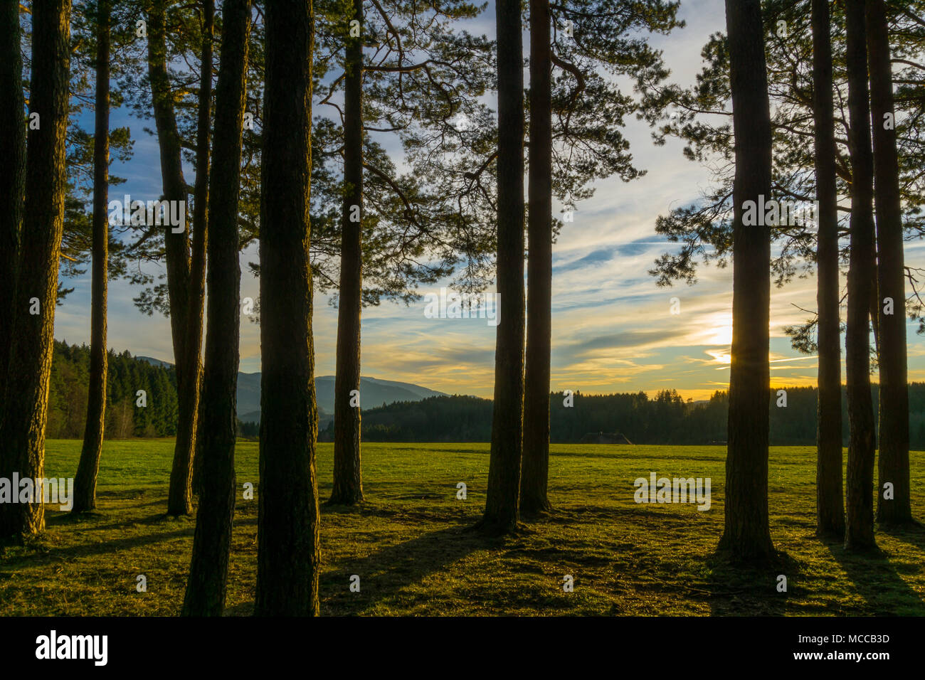 Germania, Tramonto nel mezzo della foresta nera natura paesaggio vicino a Freiburg Foto Stock