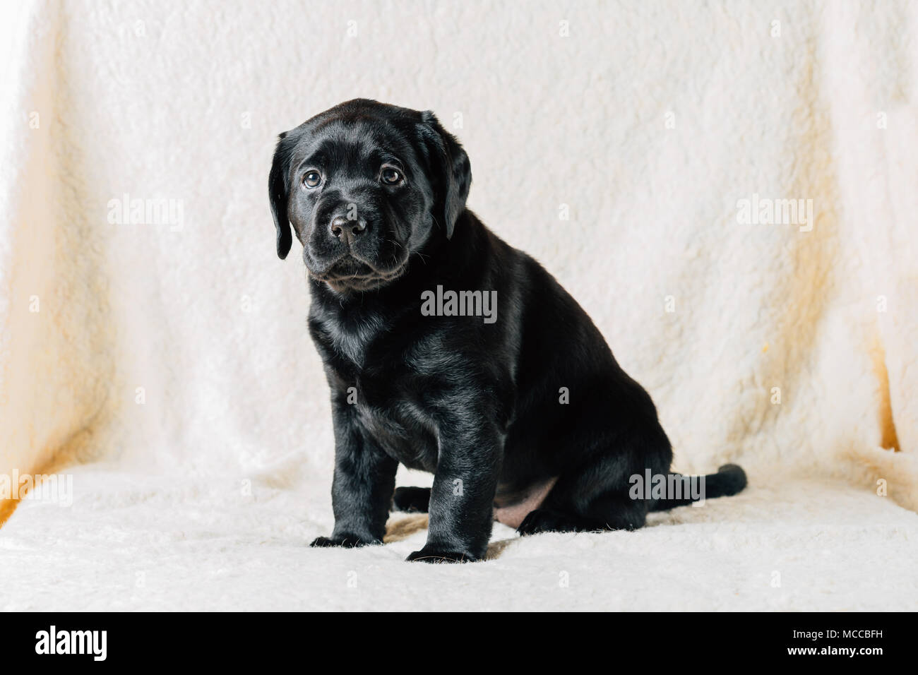 Bellissimo Labrador Nero Cucciolo Di Cane In Seduta Tappeto Bianco Foto Stock Alamy