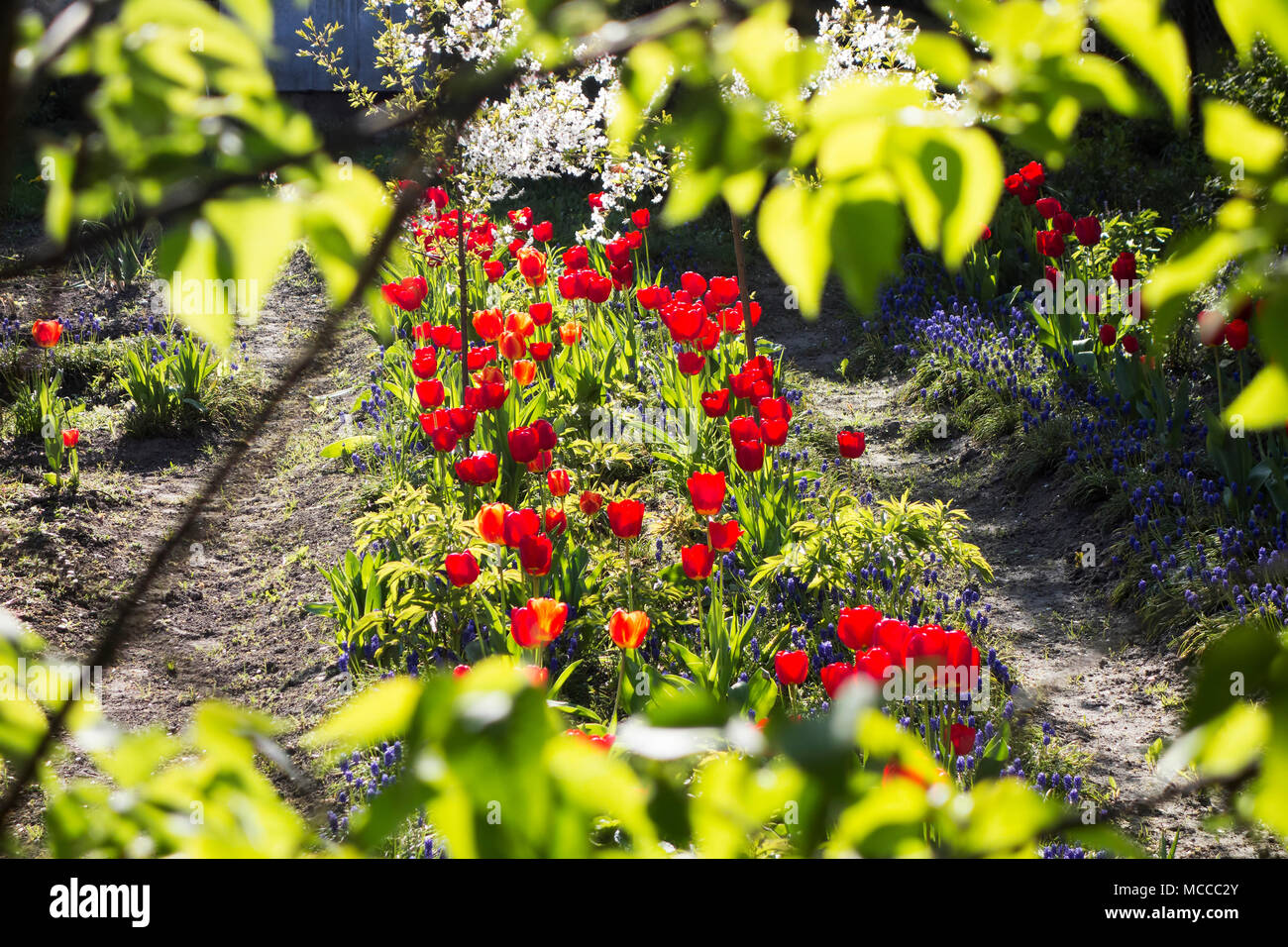 Fiore giardino privato aiuole di fiori di tulipani in primavera. Primo piano - blured albero verde foglie. Foto Stock