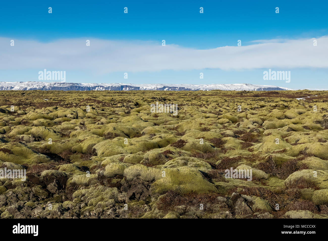 Moss-coperta di lava di Eldhraun campo di lava, che è stata versata nel corso del Laki, aka Lakagígar, eruzione del 1783 dal vulcano Grímsvota, che Foto Stock