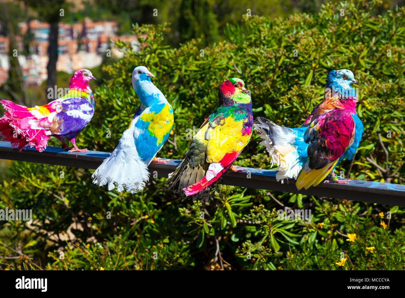 Verniciato colorato colombe in Barcellona, Spagna Foto Stock