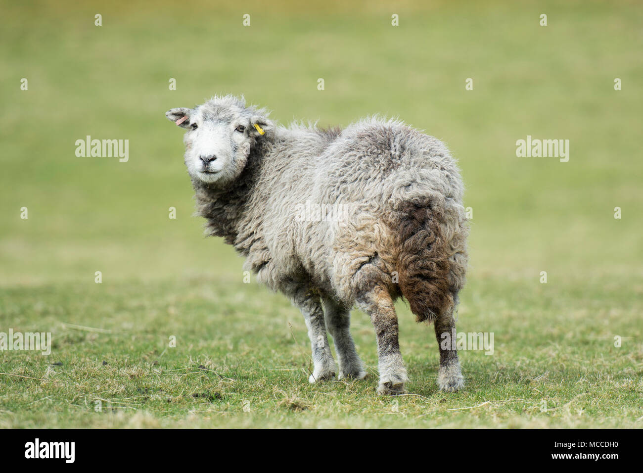 Un herdwick ovini Foto Stock