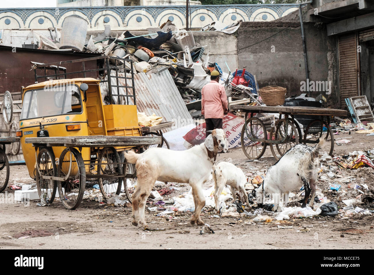 Capre di mangiare immondizia di plastica in un quartiere povero di una città indiana Foto Stock