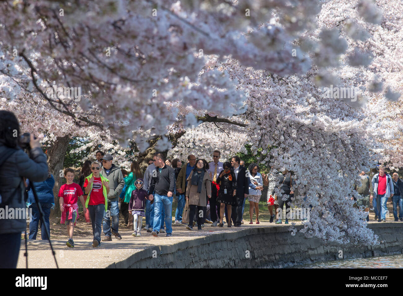 I visitatori a piedi al di sotto della bassa, blossom coperto rami di alberi di ciliegio che al bacino di marea a Washington DC. Foto Stock