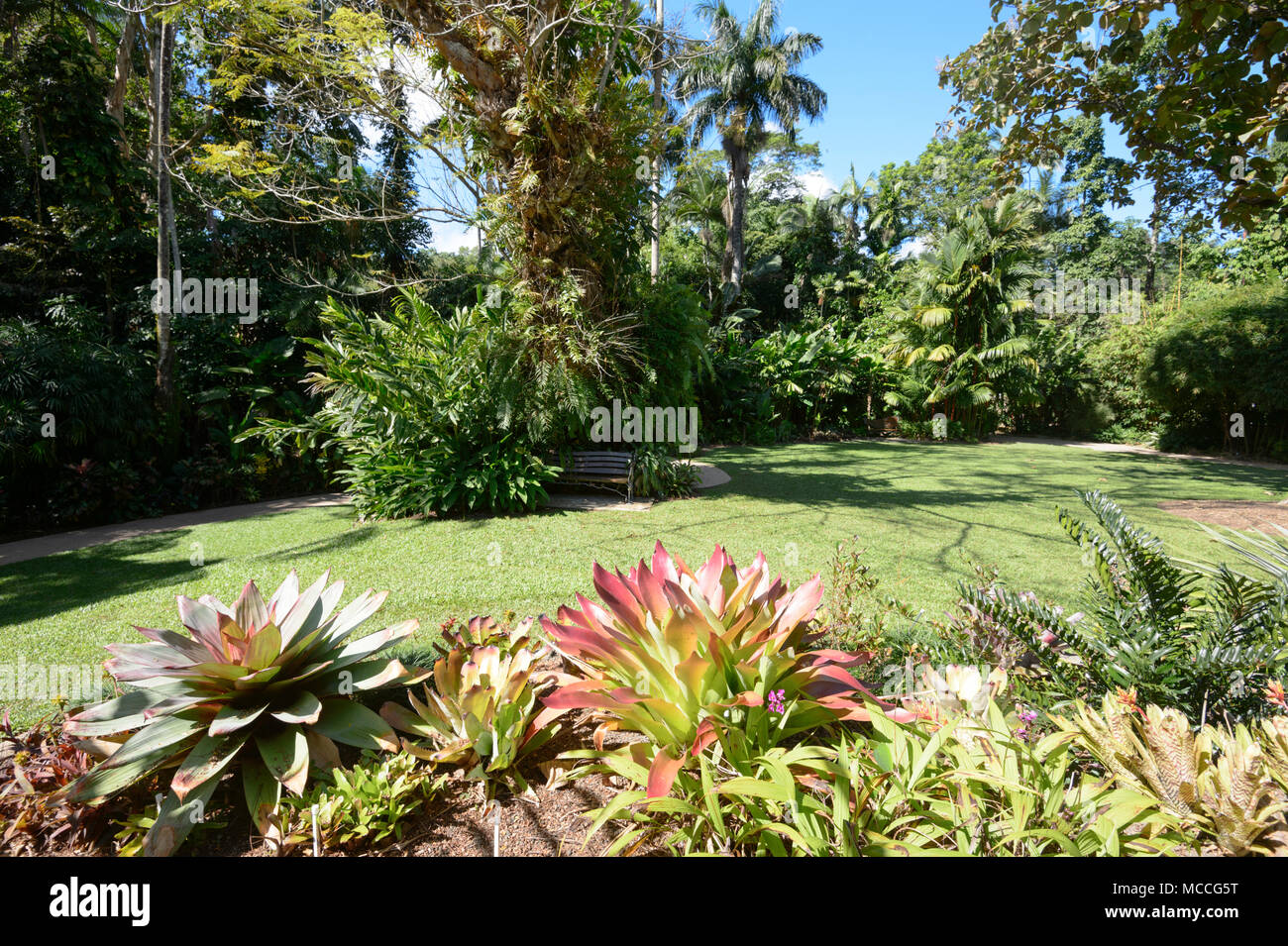 La lussureggiante vegetazione a Cairns Botanic Gardens, Cairns, estremo Nord Queensland, FNQ, QLD, Australia Foto Stock