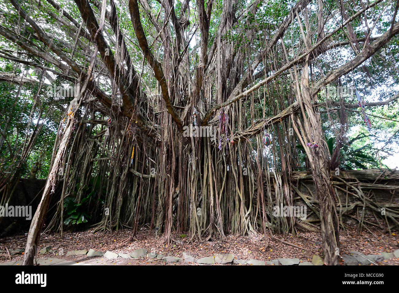 Magnifico antico albero di fico a serbatoi Arts Center, Edge Hill, Cairns, estremo Nord Queensland, FNQ, QLD, Australia Foto Stock