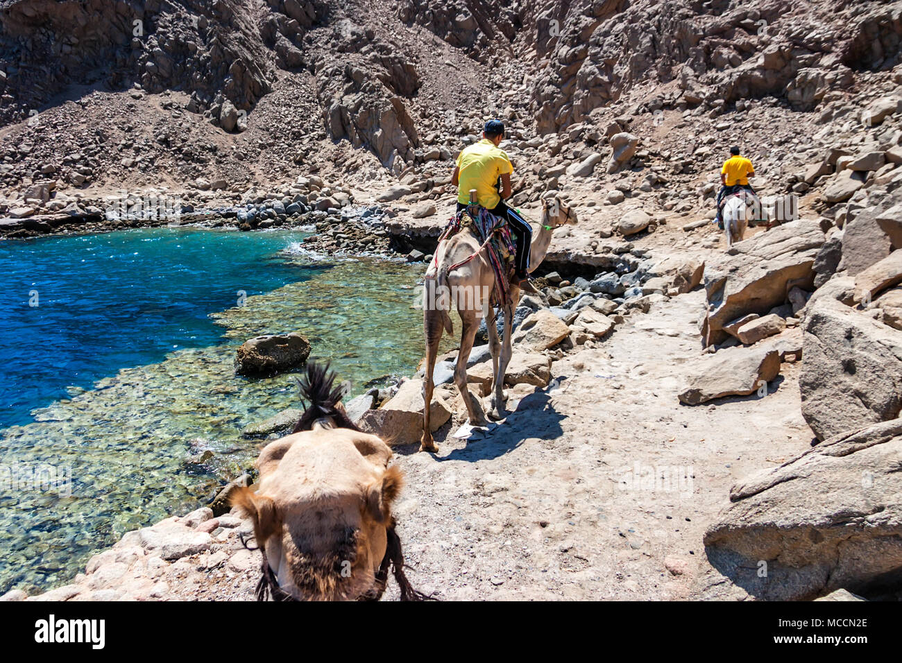Vista posteriore nomadi portano camel viaggio in Egitto Foto Stock