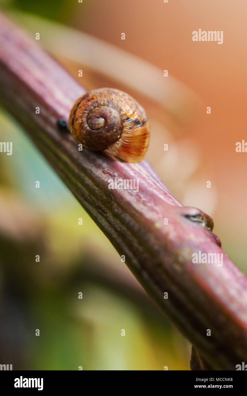 Fotografia macro di minuscoli Shell lumaca attaccata alla pianta in un giardino di primavera Foto Stock