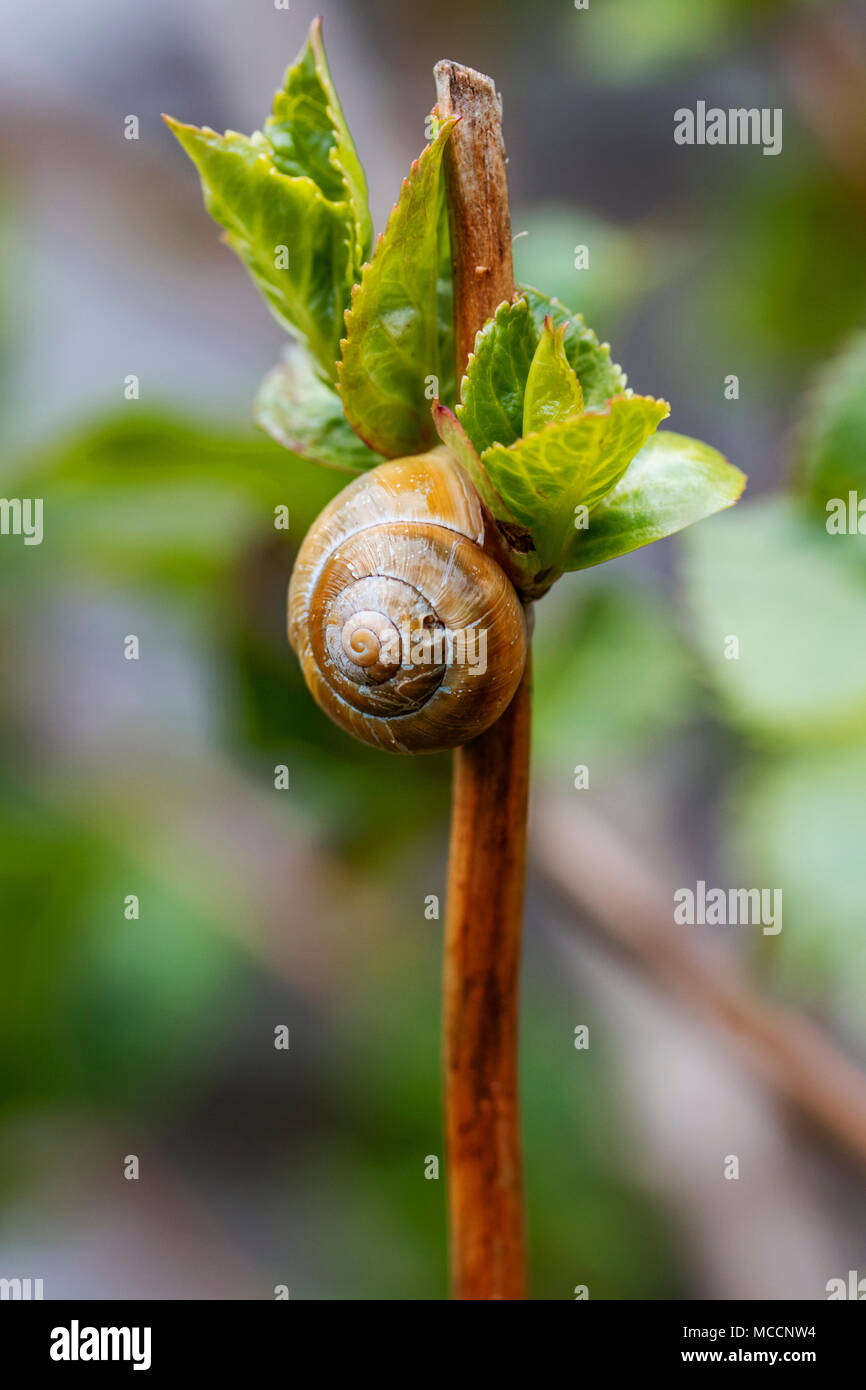 Fotografia macro di minuscoli Shell lumaca attaccata alla pianta in un giardino di primavera Foto Stock