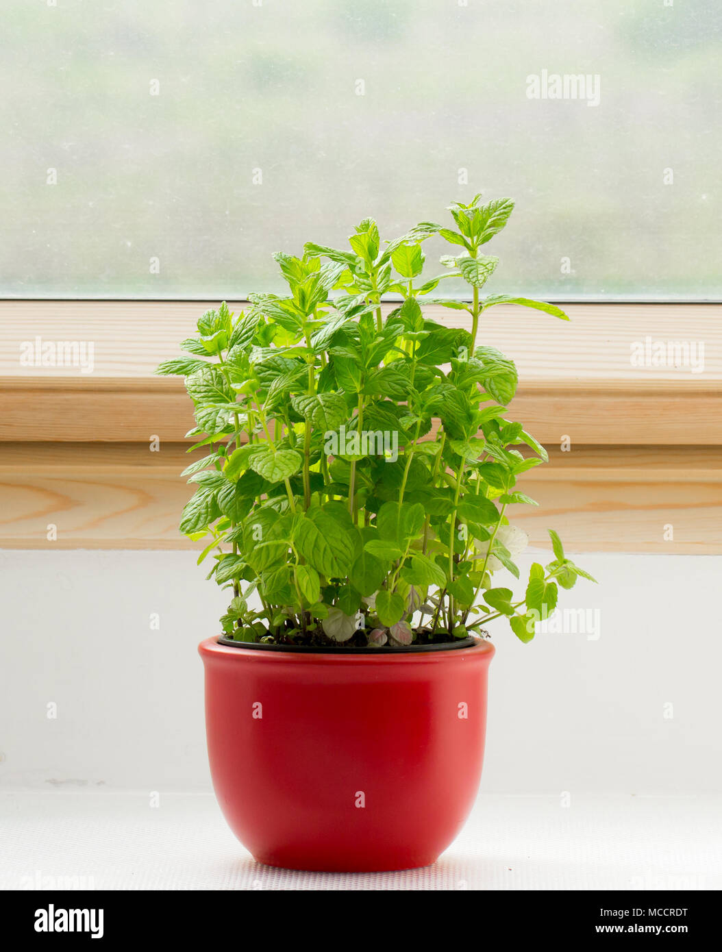 Crescente melissa pianta in vaso di fiori sul davanzale della finestra Foto  stock - Alamy