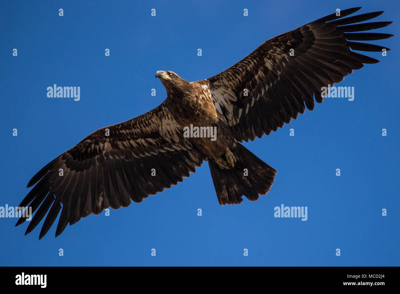 Un giovane aquila calva americana vola di fronte a un cielo blu sopra una palude di sale nel Connecticut. Foto Stock
