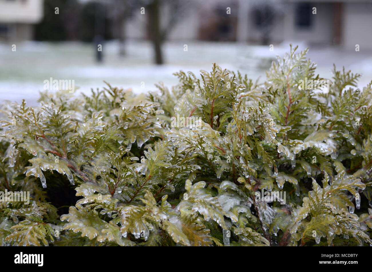 London, Ontario, Canada - 15 Aprile 2018: condizioni meteorologiche estreme hits Southern Ontario. Il congelamento della pioggia e forte vento causano interruzioni di alimentazione, strada collisioni e shock a erba vegetazione. Coperti di ghiaccio rami rompersi sotto carico pesante del ghiaccio. Tempesta di ghiaccio danni le linee di potenza lasciando migliaia di persone senza elettricità. Foto Stock