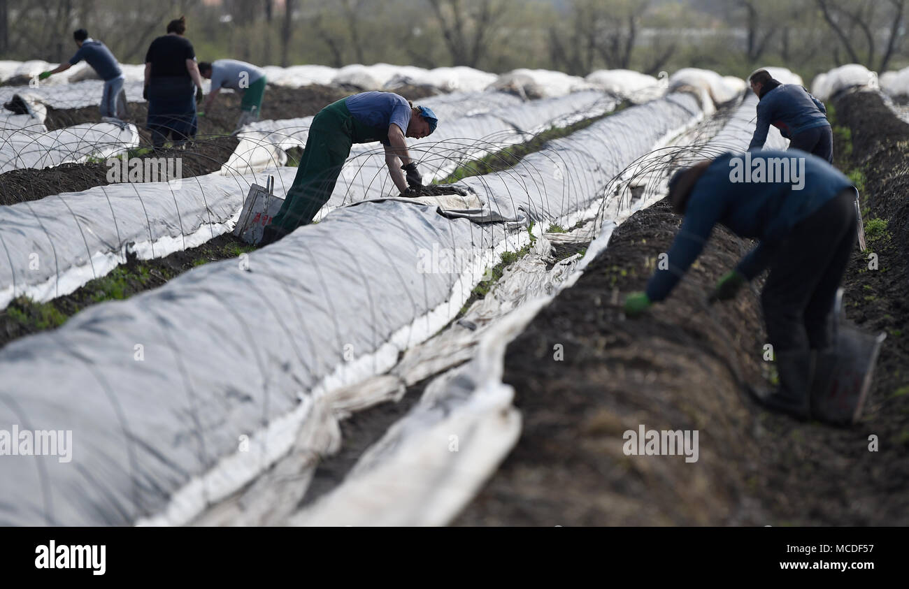 Chlumin, Repubblica Ceca. Xiv Apr, 2018. Fattoria stagionali lavoratori asparagi raccolto su un campo di una fattoria in Chlumin, Repubblica ceca, 14 aprile 2018. Credito: Ondrej Deml/CTK foto/Alamy Live News Foto Stock