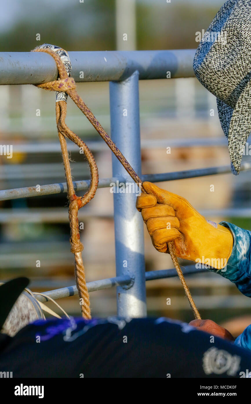 I cowboys stanno preparando dietro gli scivoli per un toro corsa. Foto Stock