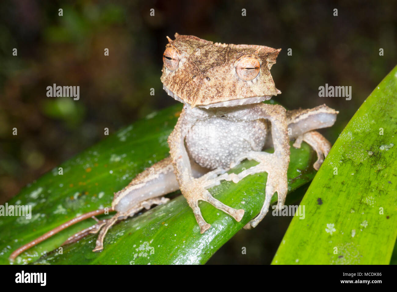 Il estremamente rare e in pericolo di estinzione Ecuador cornuto Treefrog (Hemiphractus bubalus). Sono ' appollaiati di notte nel suo habitat naturale della foresta pluviale sottobosco, Foto Stock