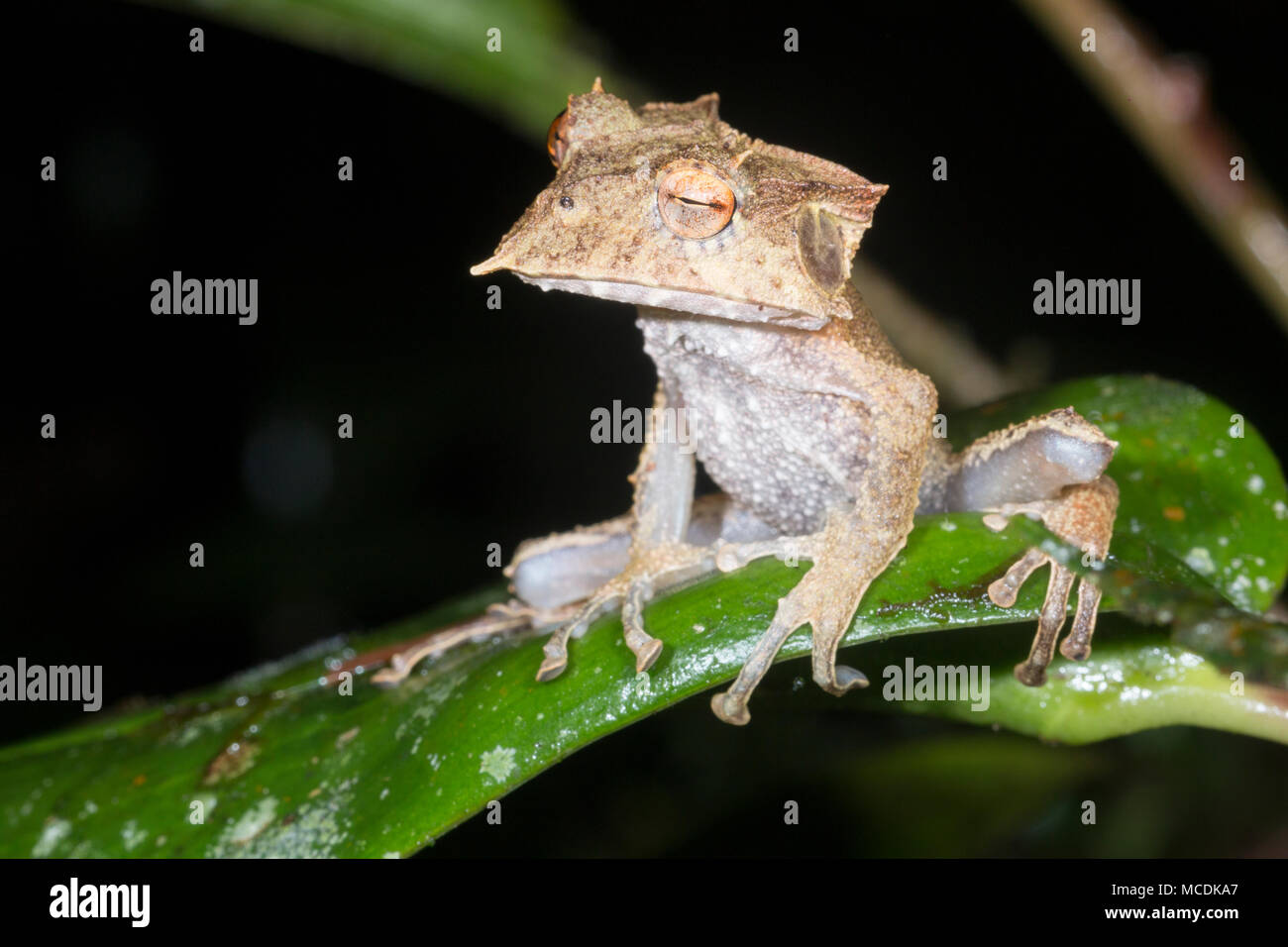 Il estremamente rare e in pericolo di estinzione Ecuador cornuto Treefrog (Hemiphractus bubalus). Sono ' appollaiati di notte nel suo habitat naturale della foresta pluviale sottobosco, Foto Stock