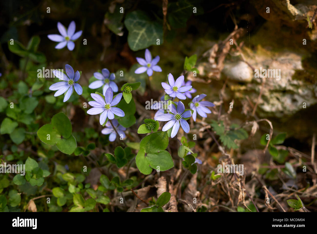 Hepatica nobilis Foto Stock