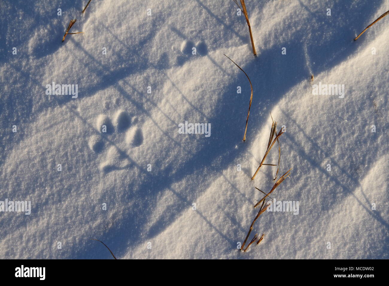 Close-up di piccolo cane paw stampe o tracce nella neve vicino Arviat, Nunavut Canada Foto Stock