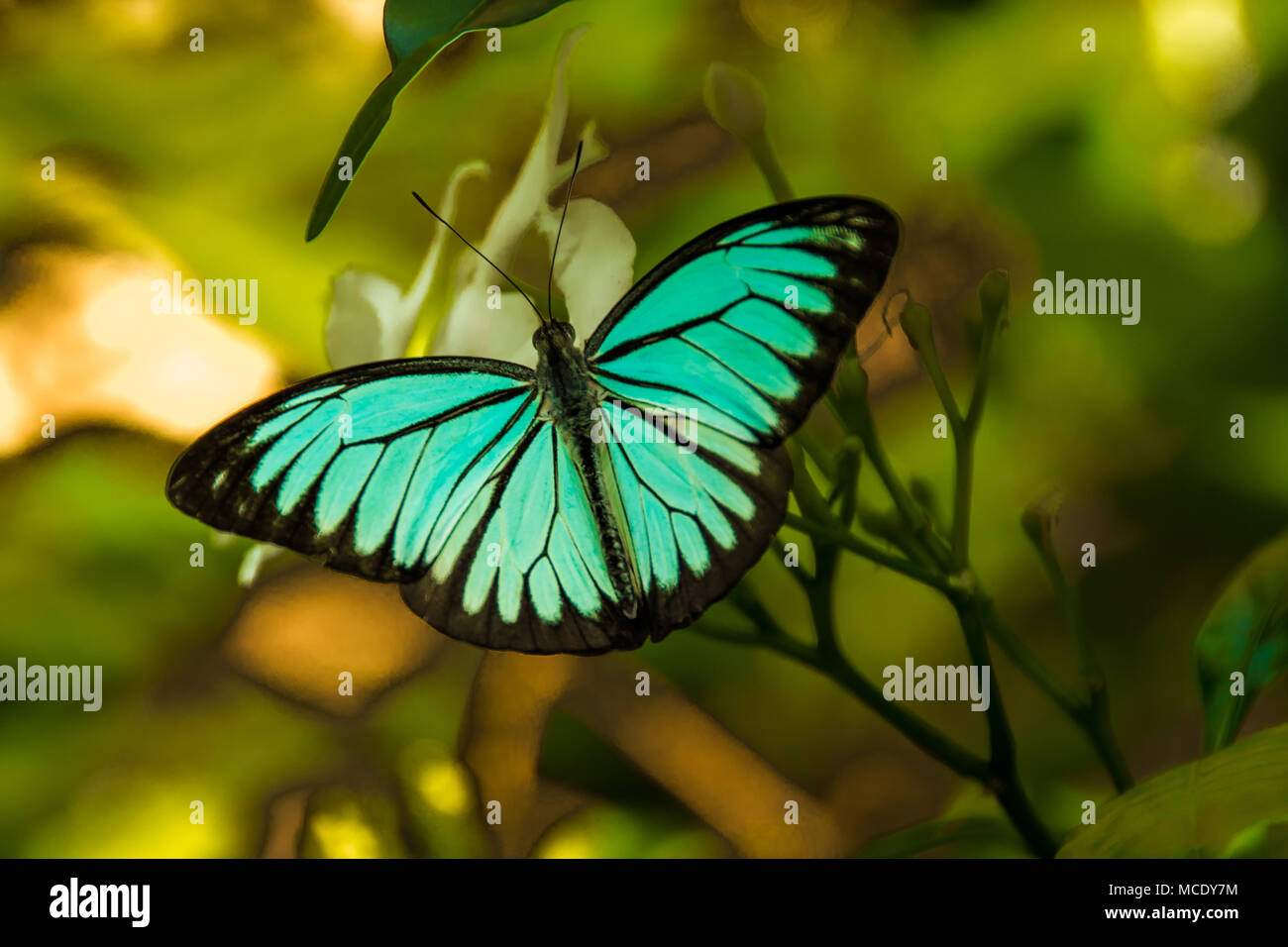 Farfalla con il suo vivace turchese e nero Foto Stock