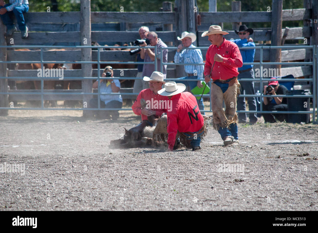 I cowboys round up un vitello come parte di una simulazione di branding di evento che è stato parte del ranch rodeo presso il Bar storico U Ranch a Longview, Alberta. Foto Stock