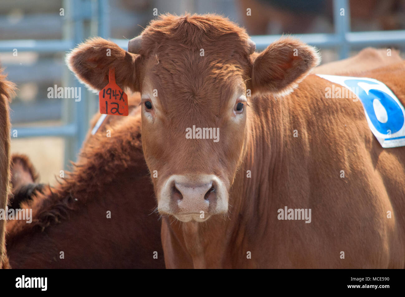 Un vitello marrone durante il vitello di competion di smistamento presso il bar U Ranch Rodeo, Longview, Alberta. Foto Stock