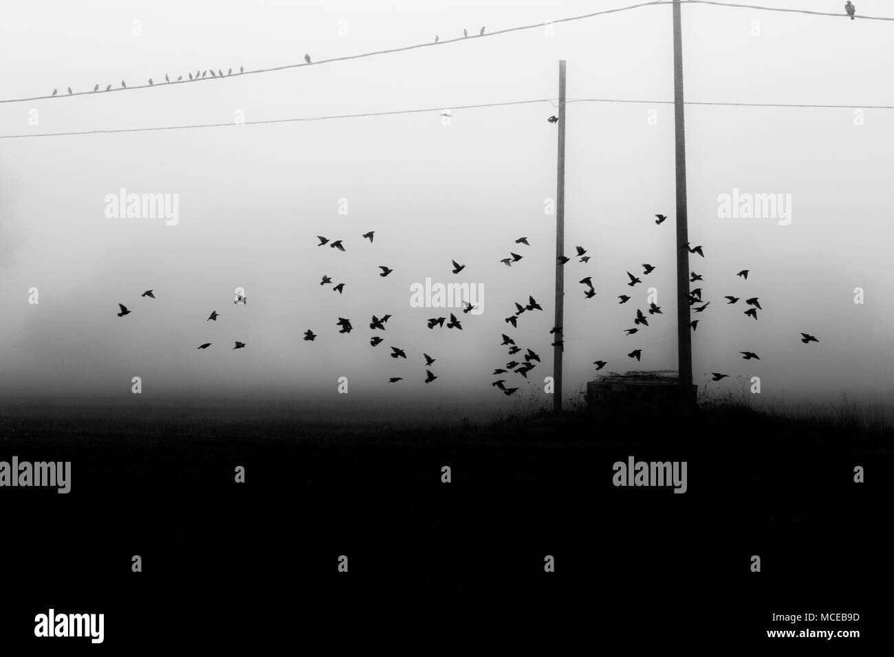 Uccelli che vola vicino a linee elettriche nella nebbia, oltre ad alcuni campi Foto Stock