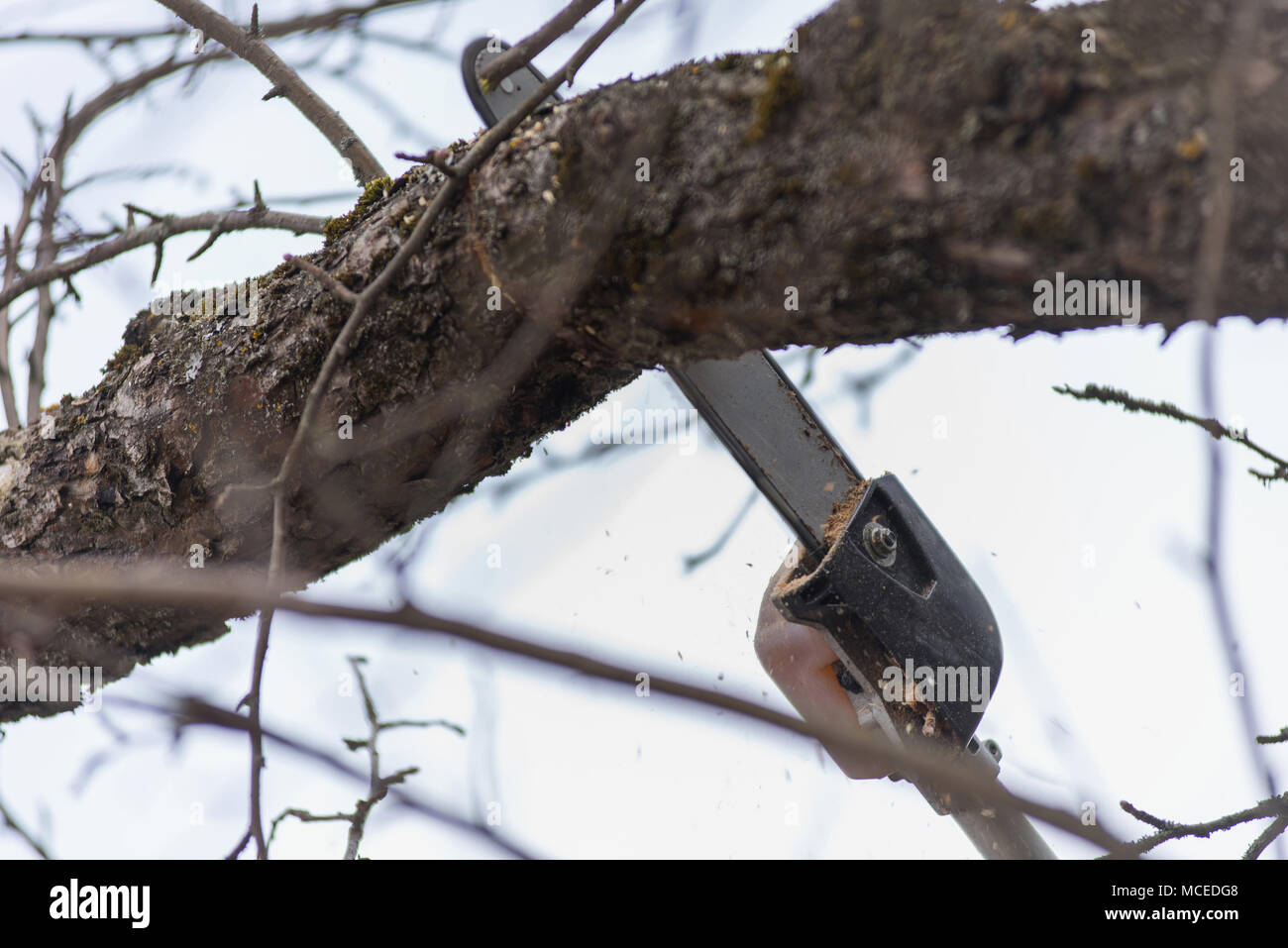 Pole visto, tree trimming, chainsaw il taglio di ramo di albero in primavera Foto Stock