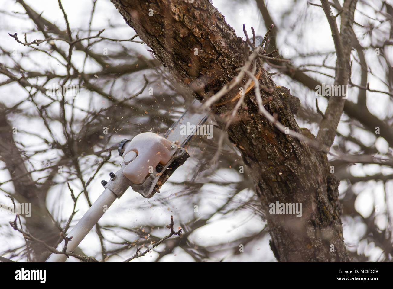 Pole visto, tree trimming, chainsaw il taglio di ramo di albero in primavera Foto Stock