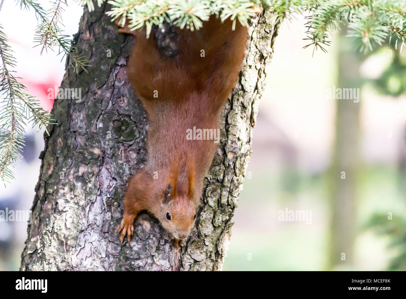 Rufous Scoiattolo soto un bosco di faggi. Foto per il sito circa la natura, gli animali, parchi e boschi. Foto Stock