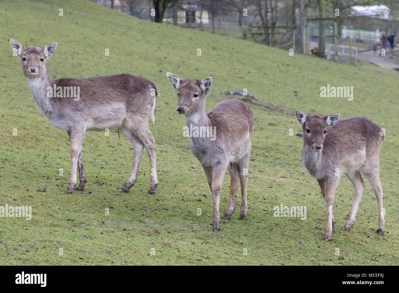 Giovane daino in un country park Foto Stock