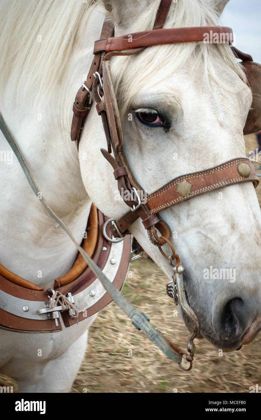 Close-up di cavallo nella briglia Foto Stock