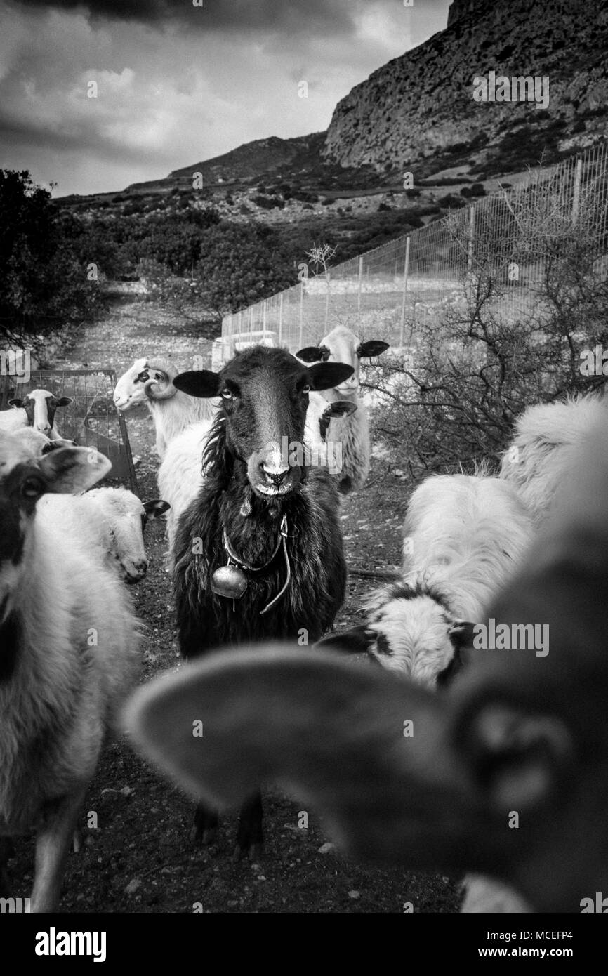 Gregge di pecore e il paesaggio di montagna, Creta, Grecia Foto Stock