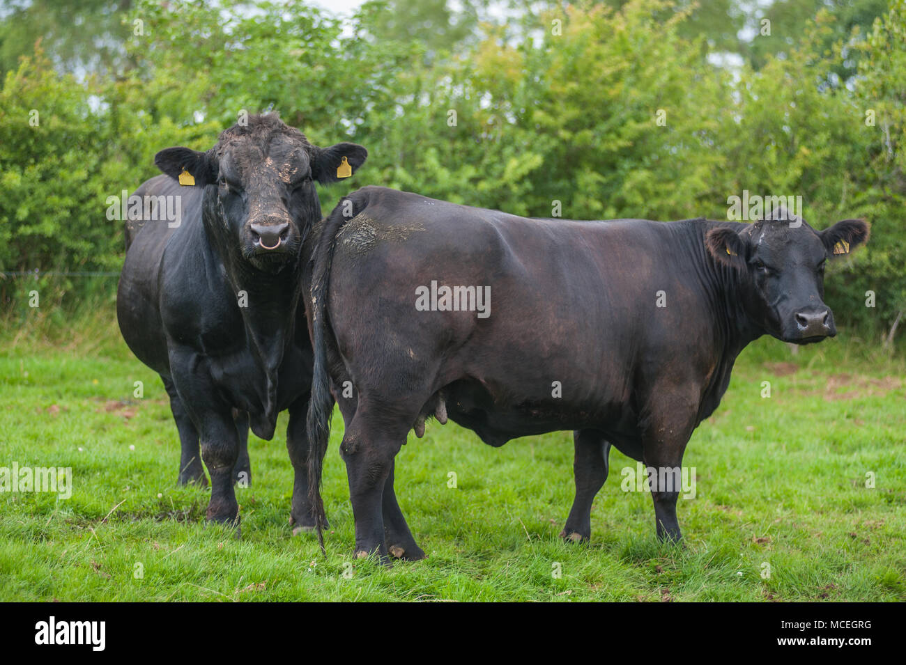 Pedigree Black Angus di Aberdeen bull e pedigree Black Angus di Aberdeen pascolo di vacca in Cumbria. Foto Stock