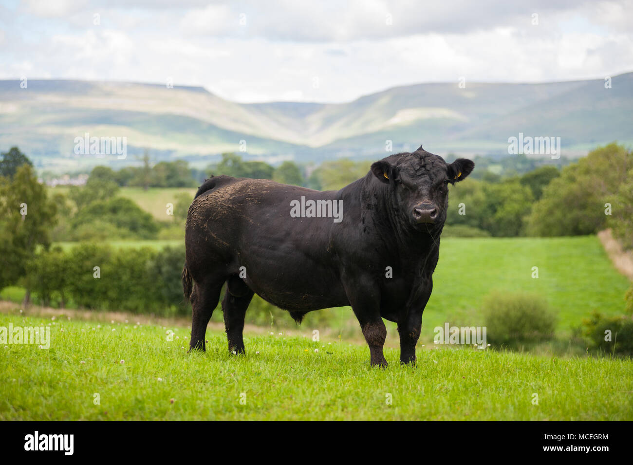 Pedigree Black Angus di Aberdeen bull il pascolo in Cumbria con il Pennines e tazza alta Nick in background. Foto Stock