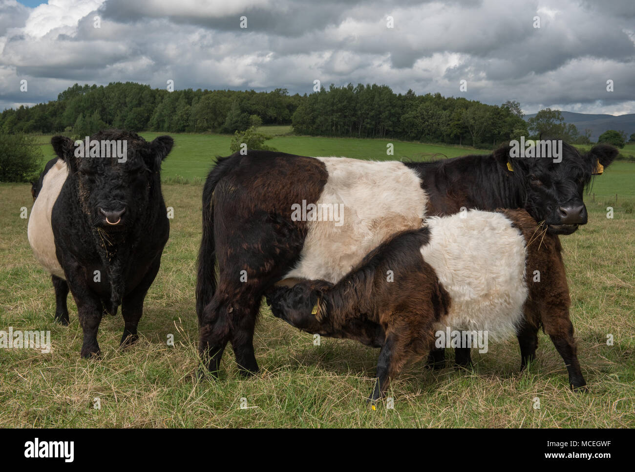 Pura Belted Galloway bull, puro Belted Galloway mucca e pura Belted Galloway pascolo di vitello in un campo in Eden Valley in Cumbria. Foto Stock