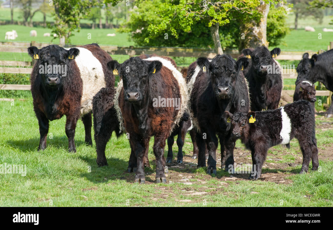 Pura Belted Galloway vacche e pura Belted Galloway vitelli di pascolare in un campo di Northumberland. Foto Stock