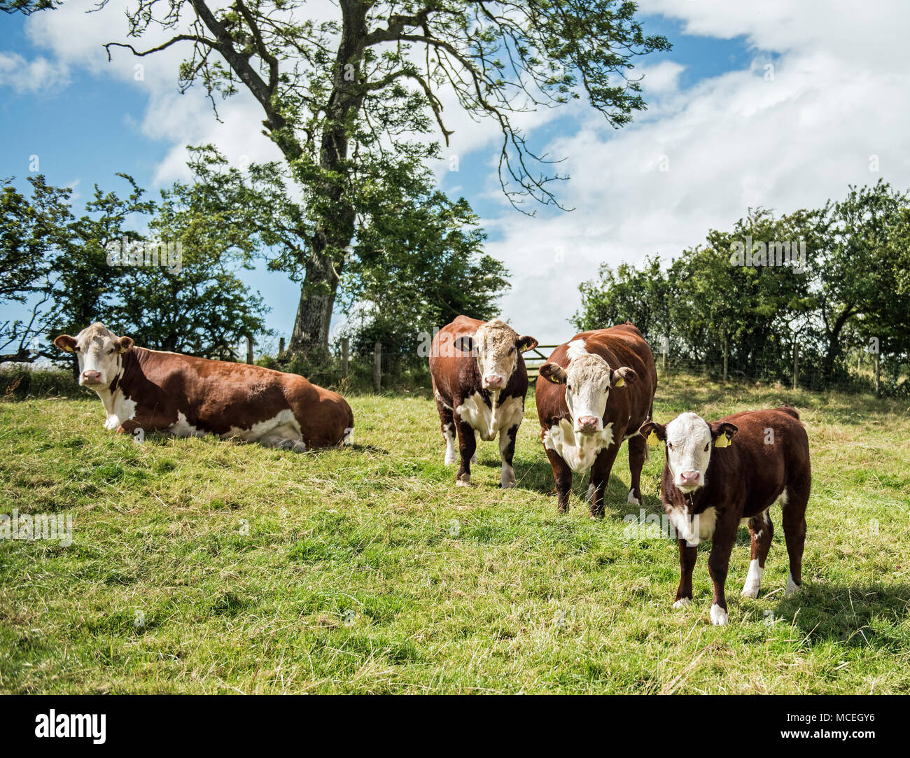 Pedigree Hereford vacca e pedigree Hereford vitelli al pascolo in Eden Valley in Cumbria. Foto Stock